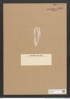 Amphora euprepes Pant. (de-Toni-Nr.: Genus 36, Species 1647) Zeichnungen Sammlung Grunow Nr. 3149 (NHMW-BOT-W0370584)